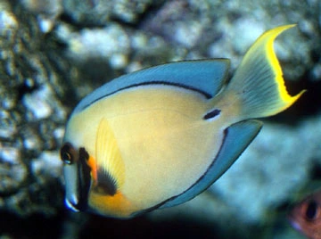 Chokolade-kirurgfisk (Acanthurus pyroferus)
