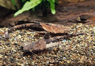 Banjo malle (Bunocephalus coracoideus)