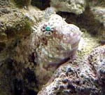 Hugofisk (Salarias fasciatus)