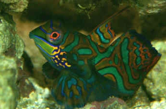 Mandarinfisk (Synchiropus splendidus)