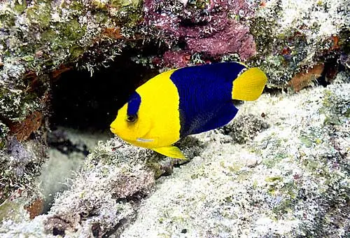 Tofarvet Dværgkejserfisk (Centropyge bicolor)