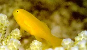 Gobiodon Okinawae
