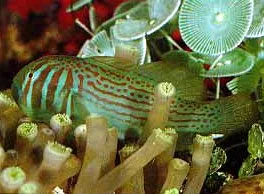 Gobiodon histrio