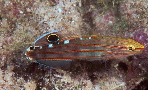 Rainfordi Goby (Amblygobius rainfordia)