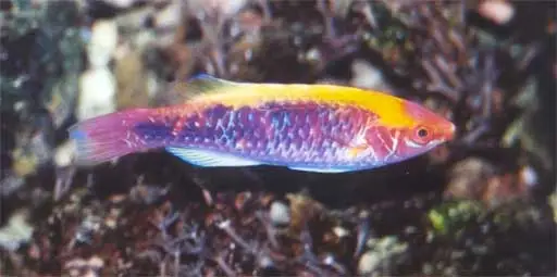 Cirrhilabrus lubbocki