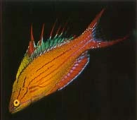 Paracheilinus Filamentosus