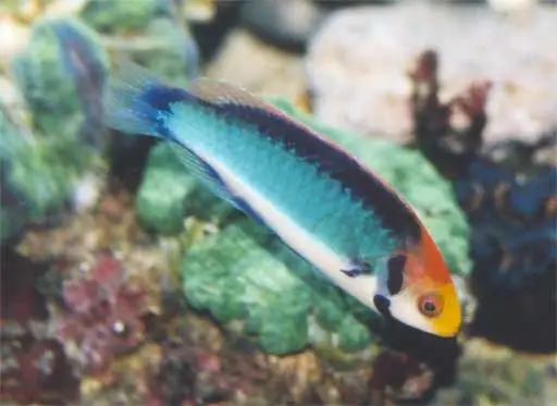 Cirrhilabrus solorensis