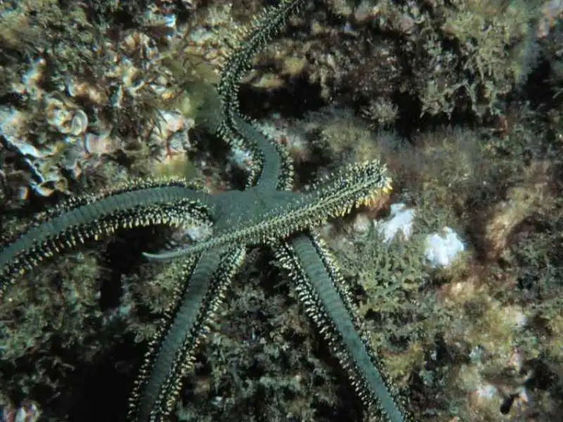 Ophiarachna incrassata (olivengrøn slangesøstjerne)
