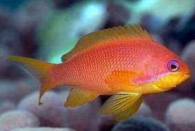 Pseudanthias squamipinnis Anthiasfisk