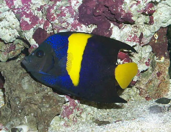 Pomacanthus Asfur