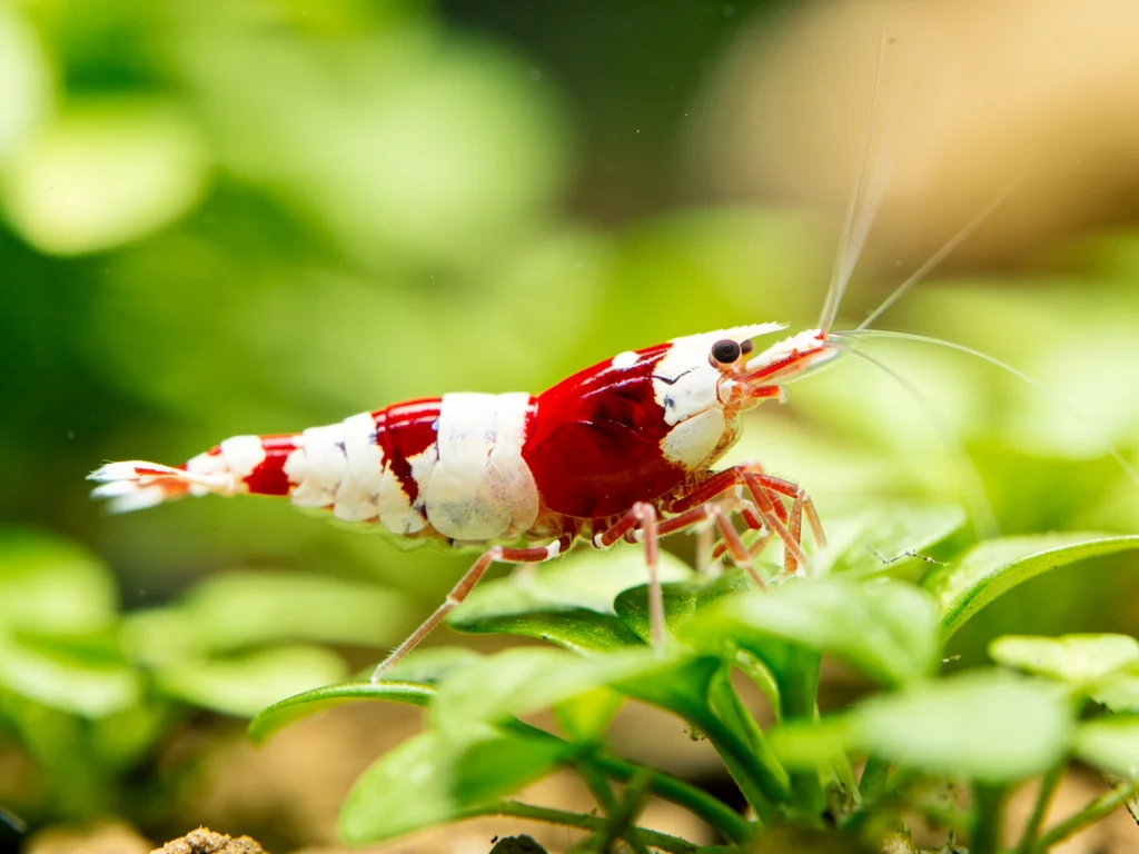 Rød Krystalreje (Caridina logemanni) Crystal Red