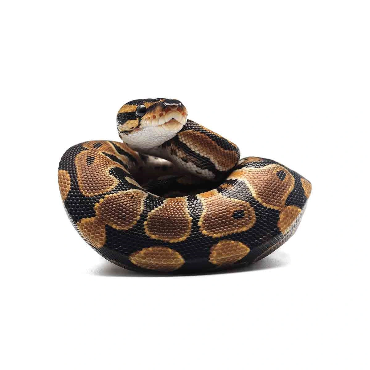 Konge Python Kongepython: Pasningsguide til Python Regius