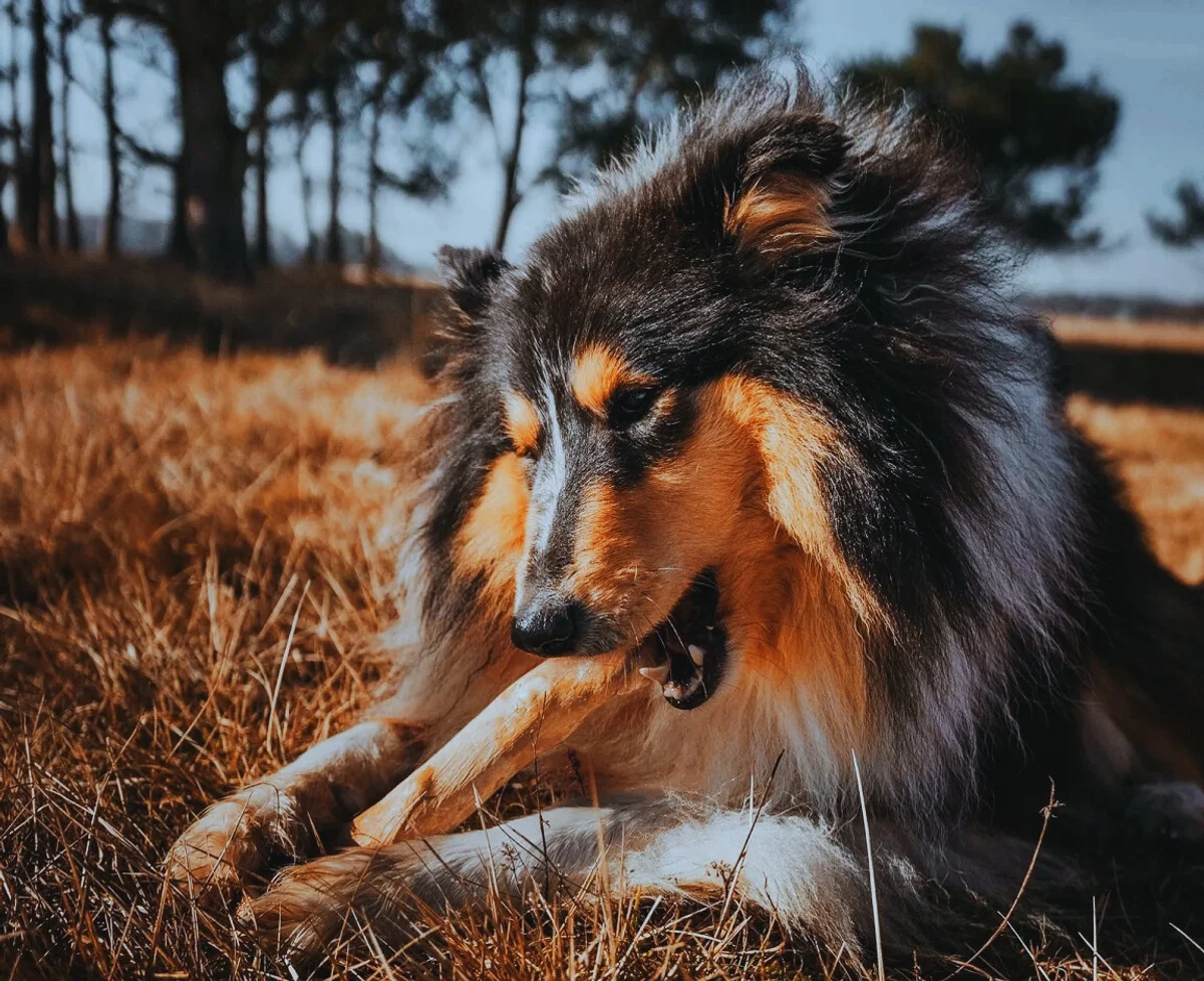 Dental Snacks til Hunde – En Dybtgående Guide til Tandpleje og Kaffetræets Rolle