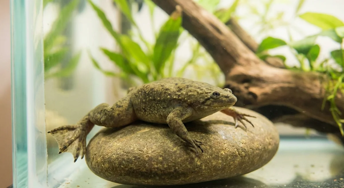 Afrikansk sporefrø (Xenopus laevis)