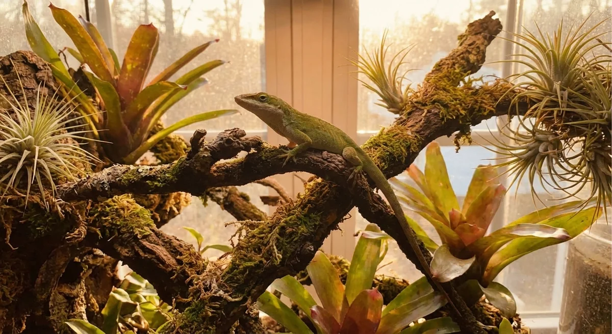 Anolis porcatus – Den cubanske grønne anole