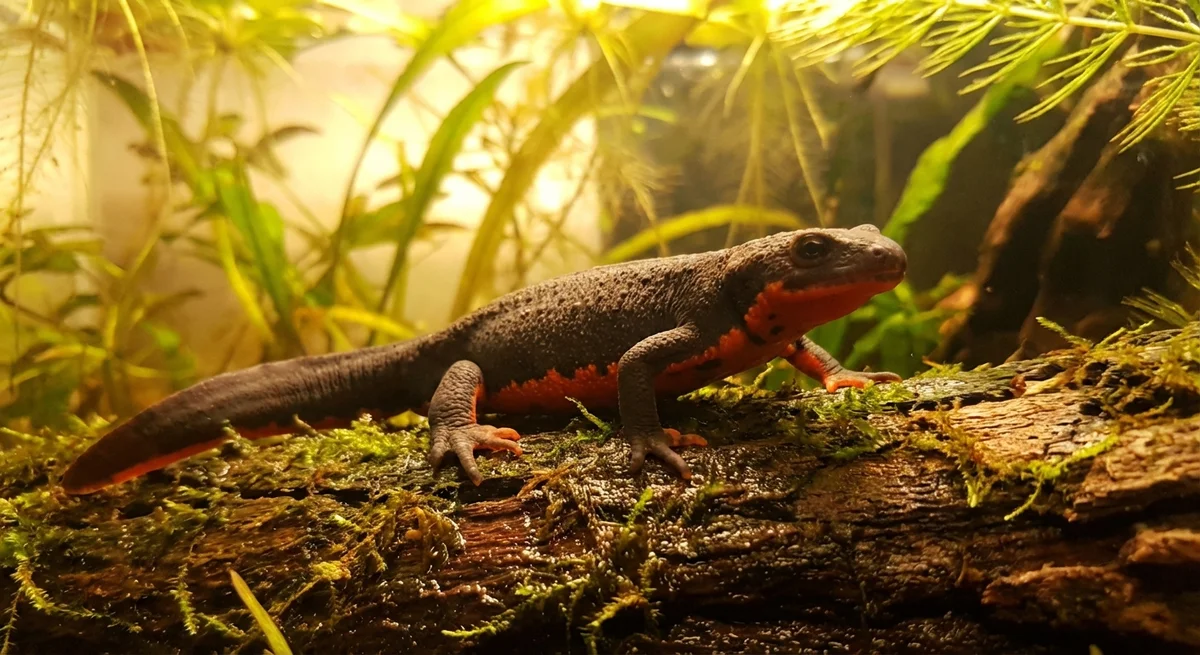 Kinesisk ildbugs-salamander (Cynops orientalis)