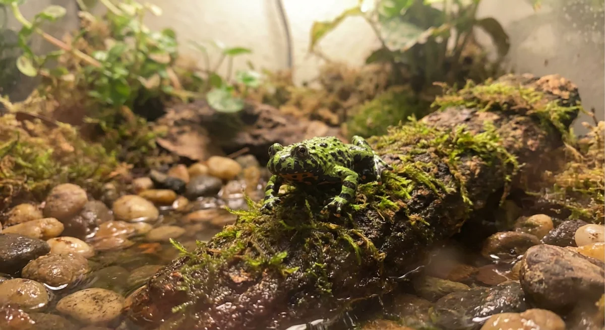 Orientalisk klokkefrø (Bombina orientalis)