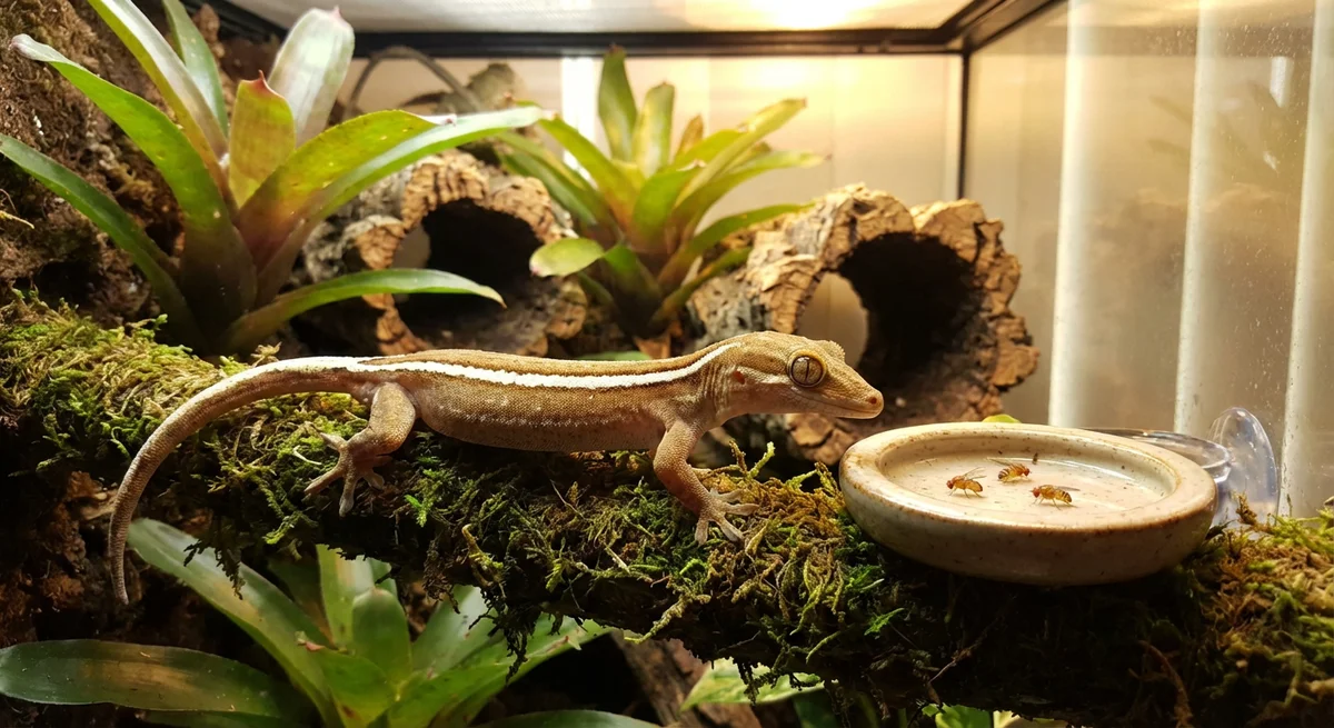Palme gekko (Gekko vittatus) – Tropisk terrarium, fodring og skjulesteder