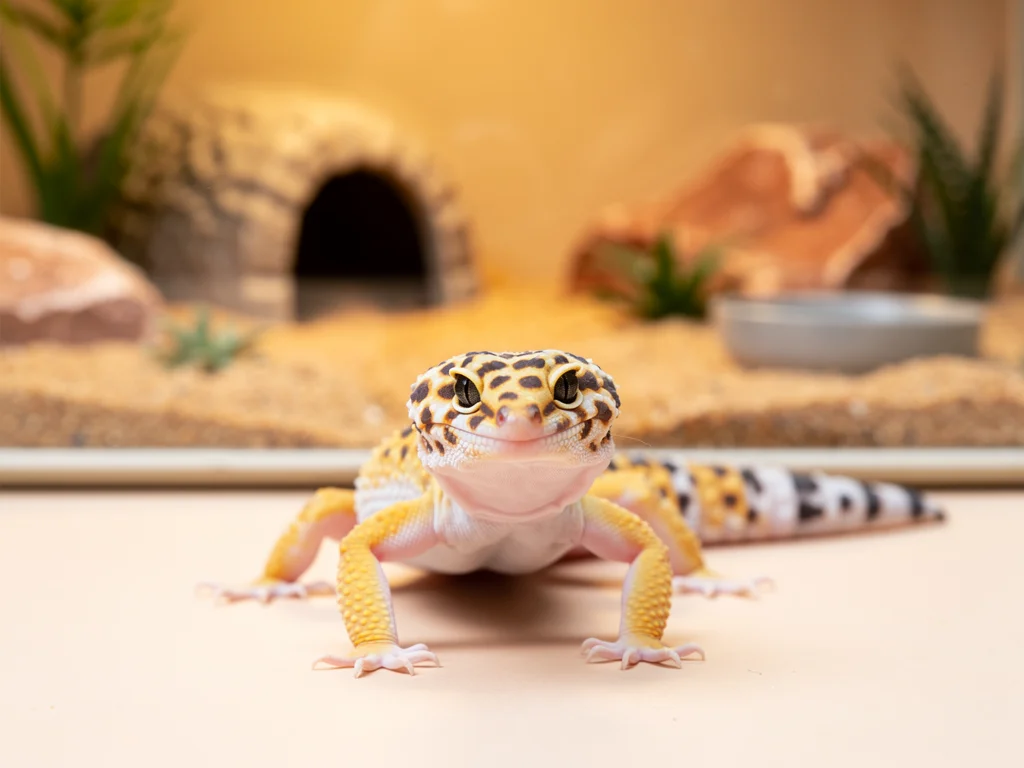 Guide til at holde Leopardgekko