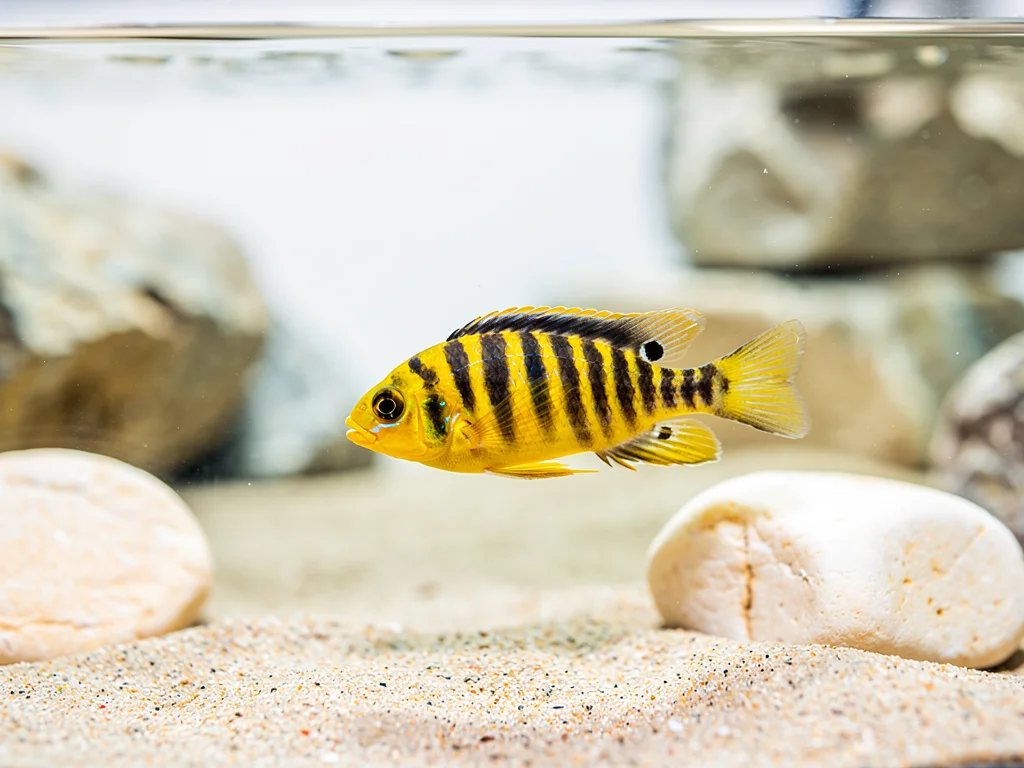 Chindongo flavus (tidl. Pseudotropheus flavus) – Den gule malawicichlide