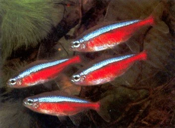 Rød neonfisk (Cheirodon axelrodi)