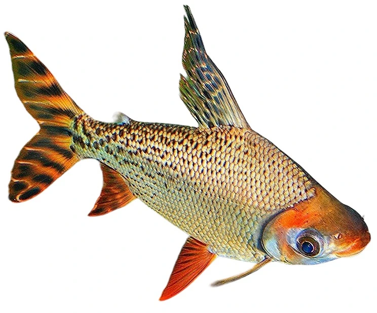 Flagtail Prochilodus Semaprochilodus insignis 20 cm, køb nu kun DKK 950 ...
