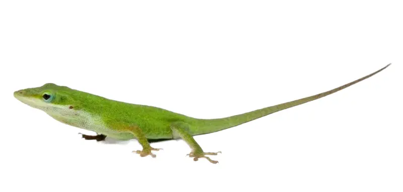 Grøn Anole han (Anolis carolinensis)