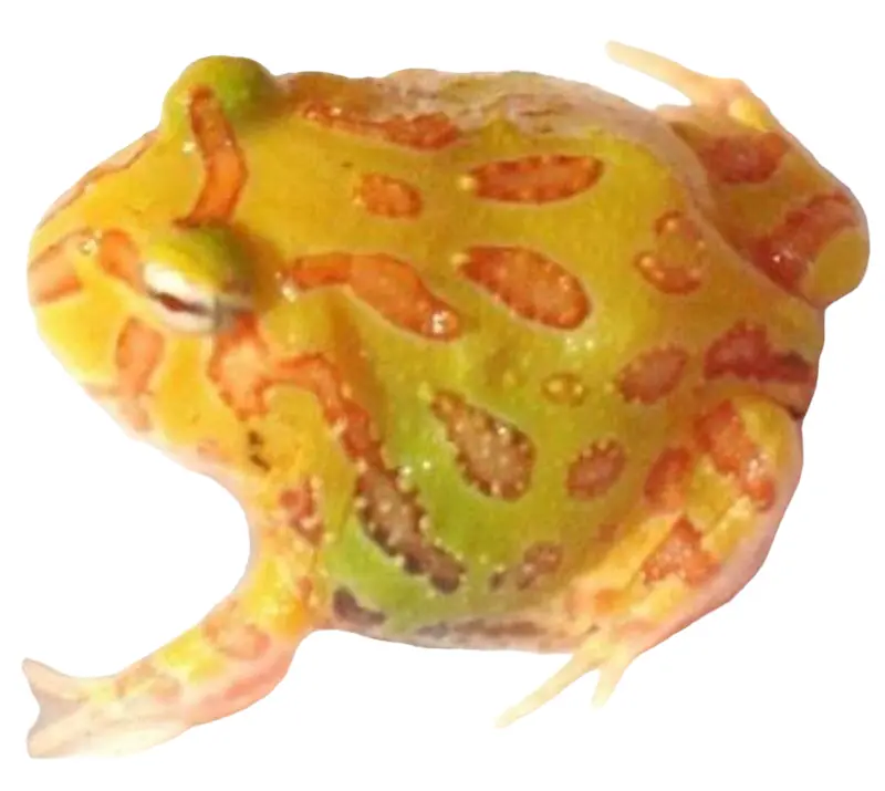 Argentinsk hornfrø albino (pacman) Ceratophrys cranwelli