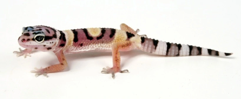 Eublepharis macularius Designer Leopardgekko - small/unger