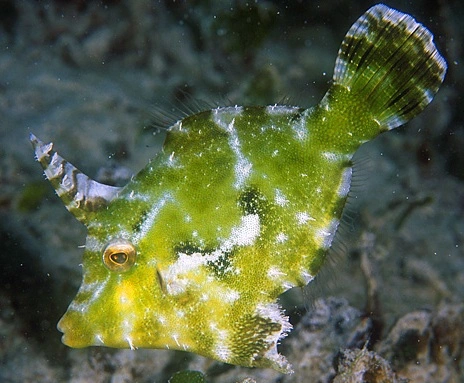 Grøn Filfisk (Acreichthys tomentosus)