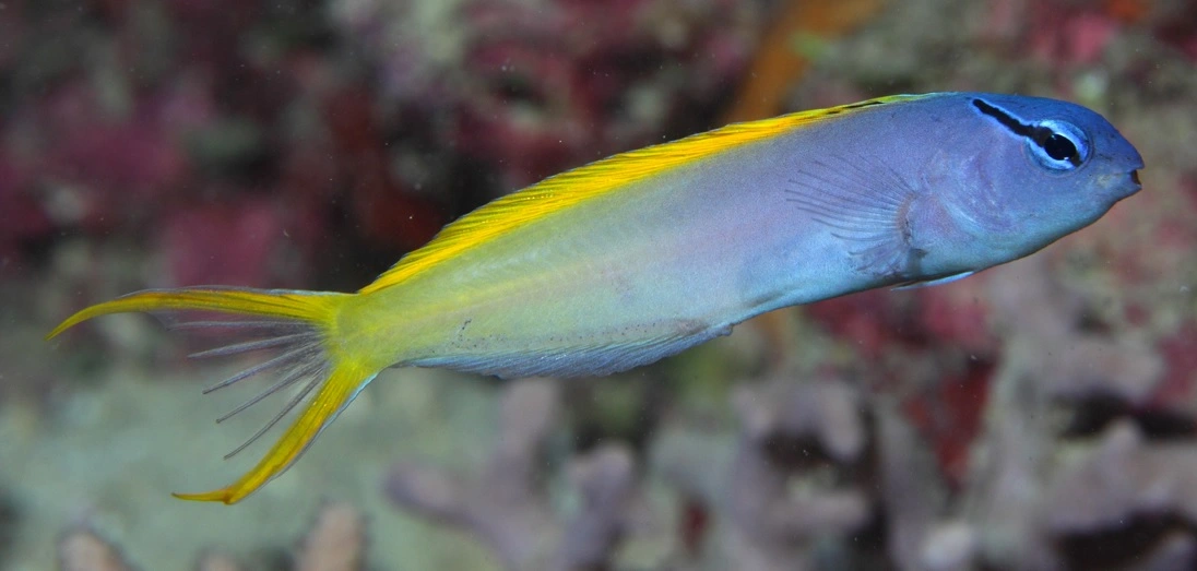 Meiacanthus Atrodorsalis