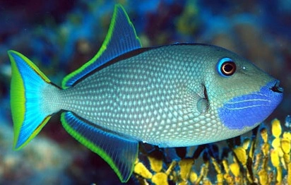 Xanthichthys auromarginatus (Male)