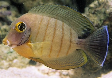 Acanthurus tristis kirurgfisk