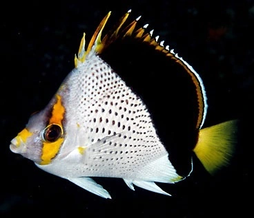 Chaetodon Tinkeri