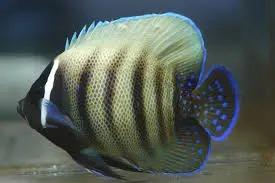 Pomacanthus Sexstriatus Voksen