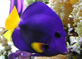 Zebrasoma Xanthurum Large kirurgfisk