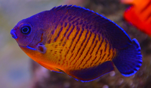 Topigget Dværgkejserfisk (Centropyge bispinosus)