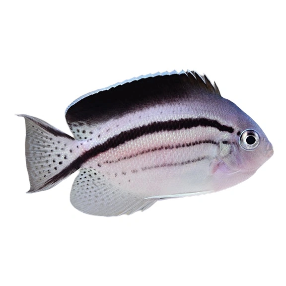 Svalehale kejse (Genicanthus lamarck)