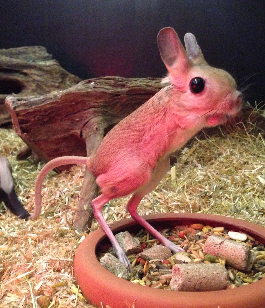 Hestespringer (Jaculus Jaculus) Ægyptisk Jerboa