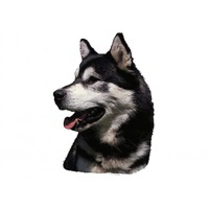 Klistermærke af Alaskan Malamute Hoved Stor