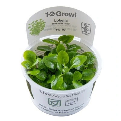 Tropica Lobelia cardinalis Mini 1-2-Grow