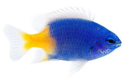 Gulhalet Damsel (Chrysiptera parasema)