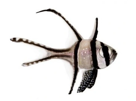 Pterapogon kauderni 3-5 cm