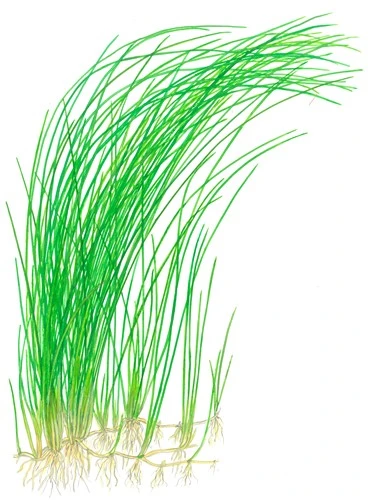 Tropica Akvarieplante i potte Eleocharis montevidensis