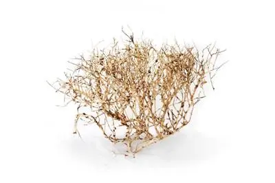 Aquascaping Root 35-45 cm