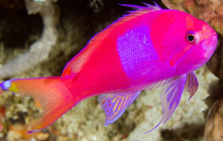 Pseudanthias Pleurotaenia (Male)