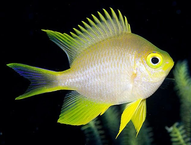 Amblyglyphidodon ternatensis