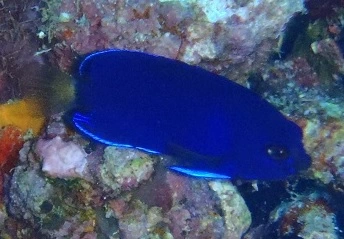 Hvidhalet Pygmæ dværgkejserfisk (Centropyge flavicauda)