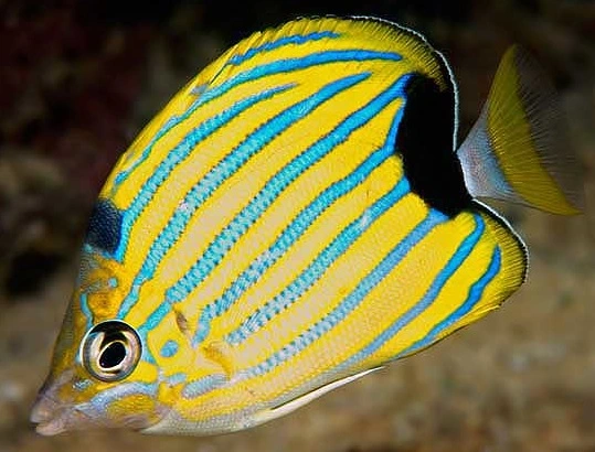 Chaetodon Fremblii