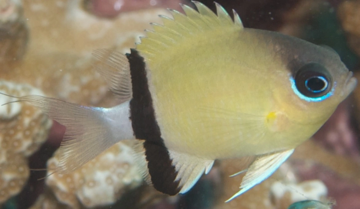 Chromis Retrofasciata